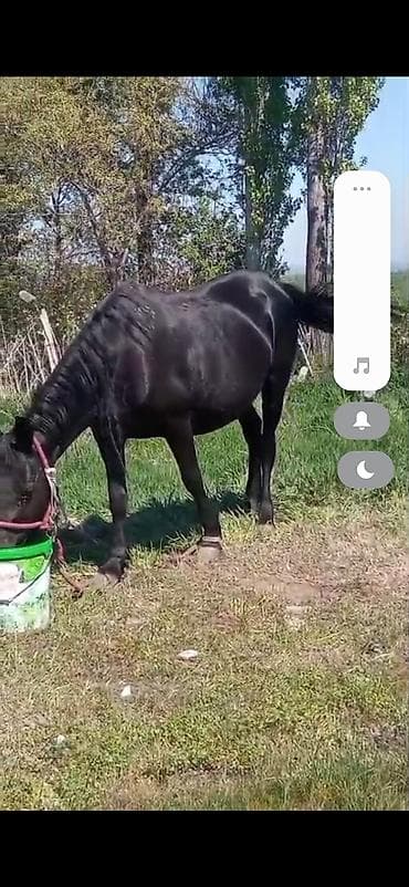 Продаю | Кобыла (самка) | Рабочий | Мерин