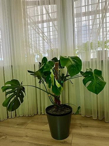 купить монстеру: Монстера делициоза (Monstera deliciosa) в горшке - Крупное комнатное — 2