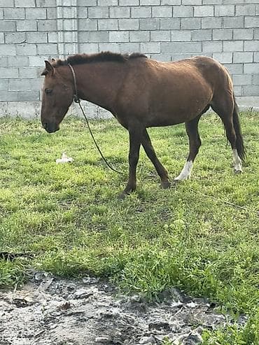 беде пресс: Продаю | Кобыла (самка) | Рабочий — 4