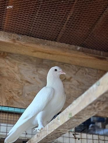 продаю кролов: Продаю голубей,головастики,пакистанцы,такла,или меняю на корм — 3