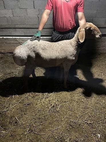 баран матка: Продаю | Овца (самка) | Для разведения | Матка — 3