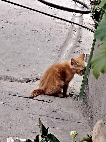 Животные: Кошка даром: Сиамская, 2 месяца, Девочка, Приучена к лотку — 2