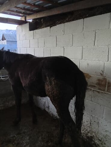 Собаки: Продаю | Жеребенок | На забой, Рабочий | Племенные — 3