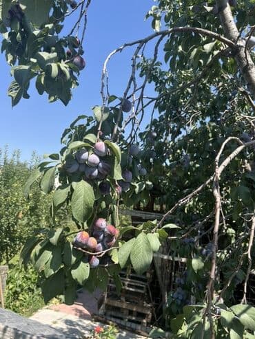 продам чеснок: Свежие сливы, чернослив выращенные в собственном саду, предлагают — 1