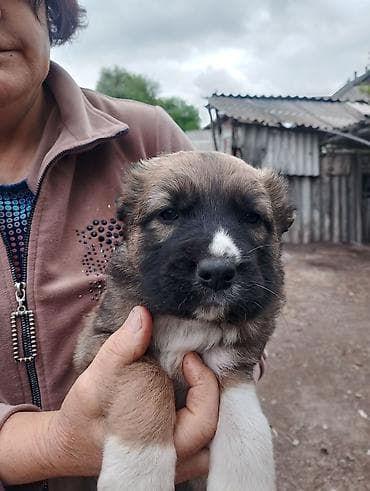 собаки мопс: 4 щенка крупной породной, азиаты с яркой внешностью. Описание: - 1 — 4