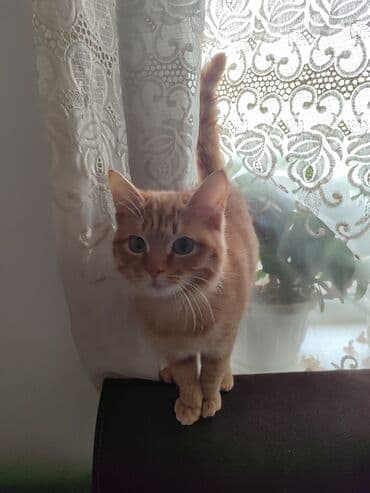 Грызуны: Рыжий домашний 6 месячный кот с короткой, мягкой шерстью и — 2