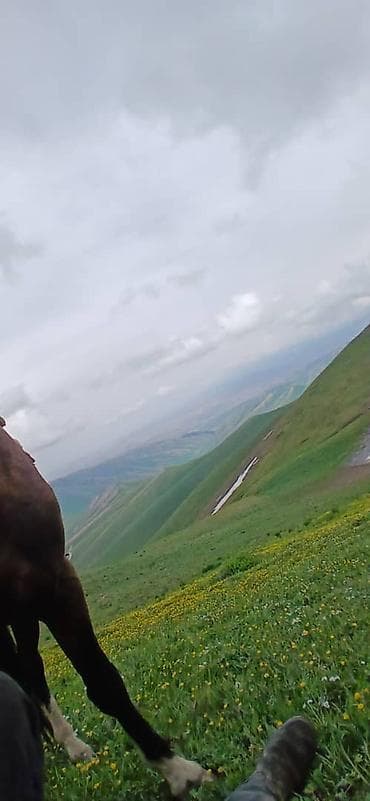 швеяга заказчик керек: Требуется Пастух, Оплата: Ежемесячно, Форма — 3