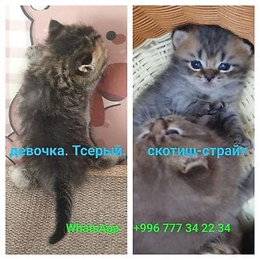 скоттиш страйт котята: Скотиш Страйт (Шотландская прямоухая), 1 месяц, Девочка, Приучена к лотку, Проглистована — 4