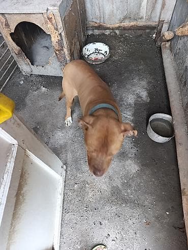 Собака крупной породы (рыжий окрас, короткая шерсть), ошейник голубого