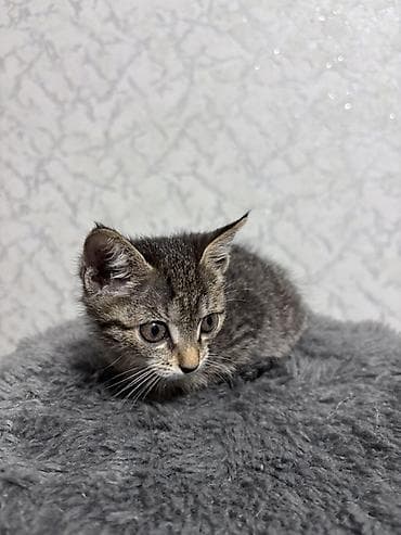 котята ош: ⭕️ Бесплатно, Бишкек! Котёнок, мальчик, возраст — 1 месяц. Окрас — 4