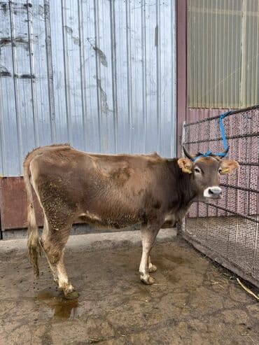 куда можно отдать собаку в бишкеке: Продаю | Тёлка | На откорм | Племенные — 2