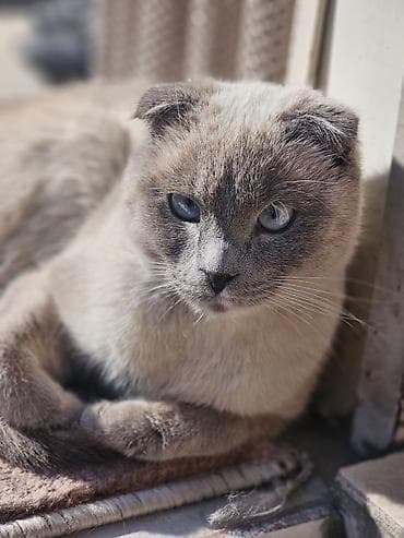 Скотиш Фолд (Шотландская вислоухая), 1 год, Девочка, Приучена к лотку