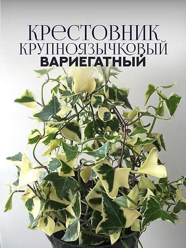 Крестовник крупноязычковый вариегатный. черенки 150, взрослые растение