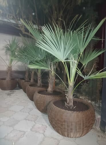 салат зимний: Пальмы высота 170 см., в кашпо с утеплителем — 1