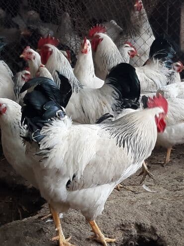 наполнитель для животных: Продаю | Цыплята, Инкубационные яйца | Кучинская, Суссекс | Для разведения, Несушки — 8