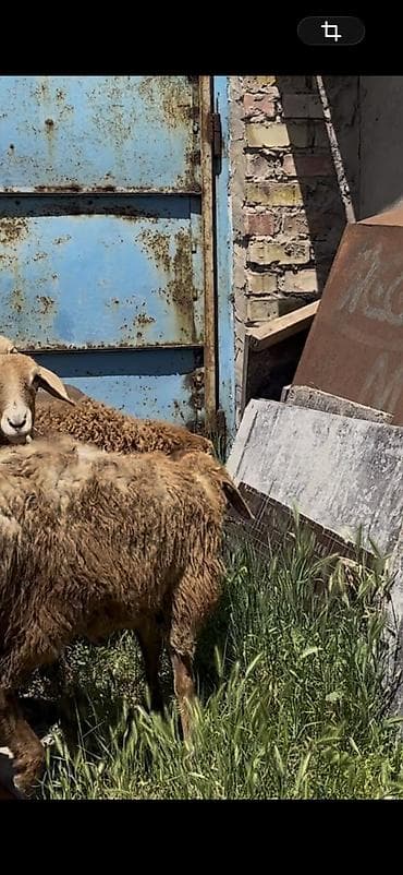 морской аквариум купить: Продаю | Овца (самка), Ягненок | Арашан | Для разведения | Ярка — 3