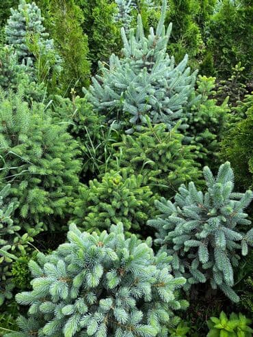 купить саженцы декоративных деревьев: Көчөттөр дарактардын: Карагайлар — 3