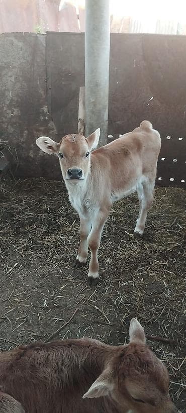 бык цена: Продаю | Музоо, торпок | На откорм | Искусственник — 3