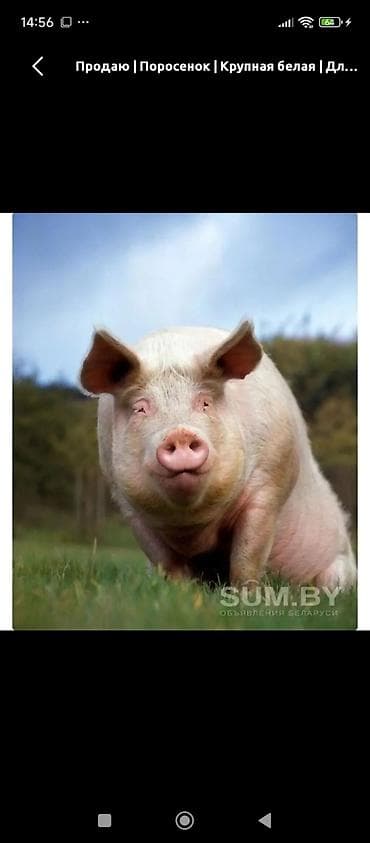 Кондитерские изделия, сладости: Скупаем свиней на мясо!!!Цена зависит от саласкупка от 200 сом за — 2