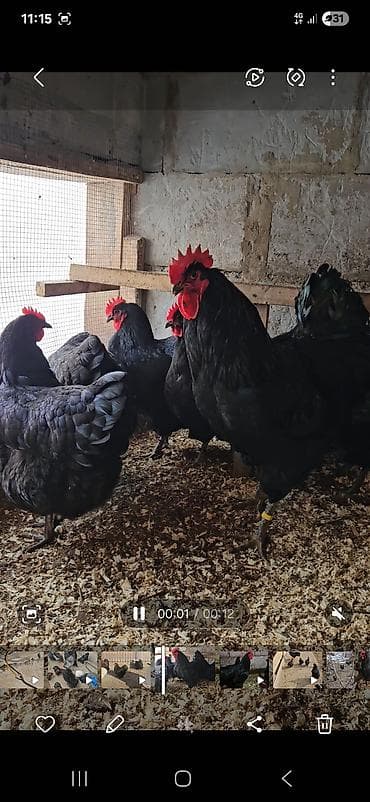 Зоотовары: Продаю | Куры | Для разведения — 9