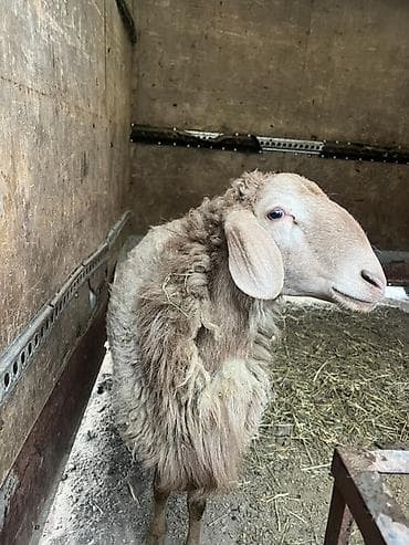 Башка жаныбарлар: Сатам | Ургаачы кой (ургаачы) | Көбөйтүү үчүн | Ургаачы — 4