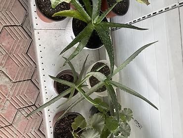 алоэ купить: Алоэ (Aloe vera) в горшке - Вид: суккулент с мясистыми мечевидными — 3