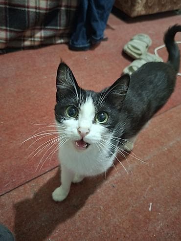 бесплатно кошка: Кошка даром: Беспородная, 1 месяц, Мальчик, Метис — 4