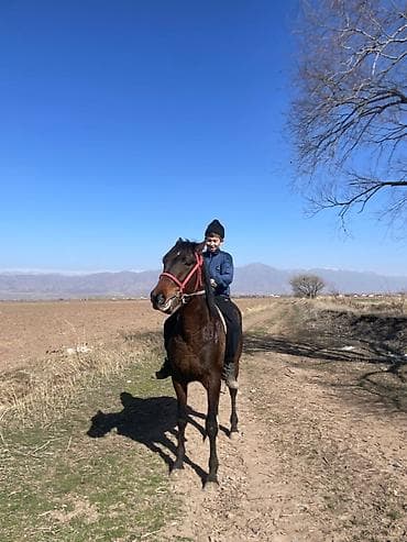 атдар: Продаю | Жеребец | Конный спорт — 2