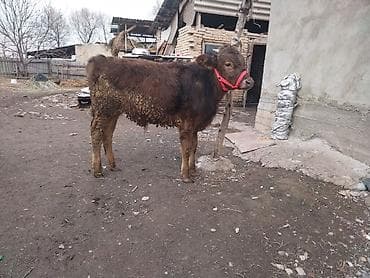 британская шиншилла кошка: Продаю | Музоо, торпок | На откорм | Привязанные — 2