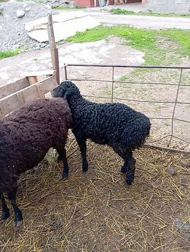 улей для пчел: Продаю | Овца (самка) | Для разведения — 1