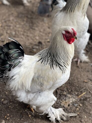 Птицы: Продаются петухи светлой БРАМЫ
Чистые 
4 шт 
3-4 месячные здоровые — 1