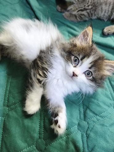 куплю сиамского котенка: Отдам котят в хорошие руки. возврат 2 месяца. кушают корм, к лотку — 6