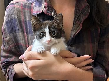 кошка белая: Кошка даром: Беспородная, 1 месяц, Мальчик — 1