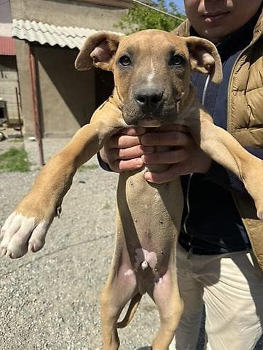 авчарка щинки: Питбуль, 3 месяца, Самец — 3