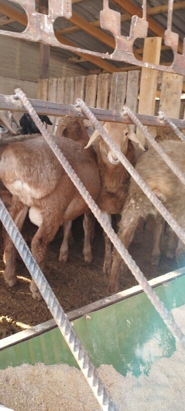 продам бу оборудование для птицефабрики: Кочкор 8 9 ай
орто эт бар — 10