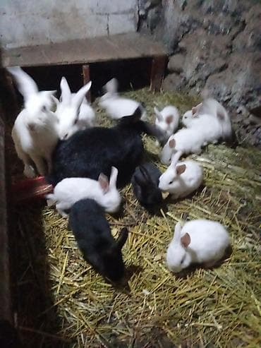 купить собаку пекинес: Продаю | Крольчата | Для разведения | Племенные — 1