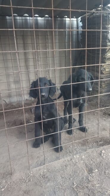 Ит кууту: Щенки, тайган, черного окраса - На фото — два молодые щенка с гладкой — 1