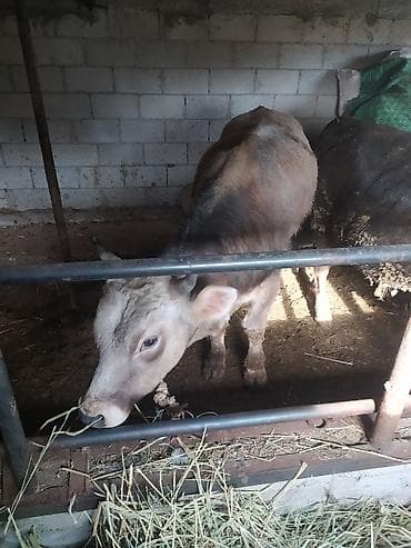 С/х животные и товары: Продаю | Бык (самец) | На откорм | Привязанные — 3