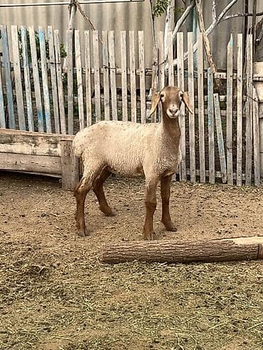 куплю козы: Продаю | Ягненок | Для разведения — 2
