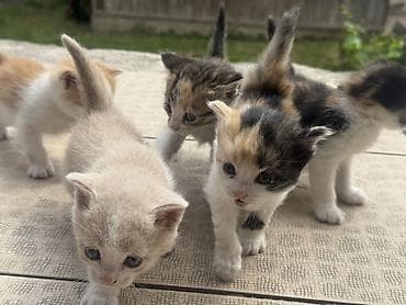 Котята, короткошёрстные, домашние. Окрас разный: кремовый с белым