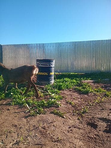 авган кой: Продаю | Овца (самка) | Для разведения — 5