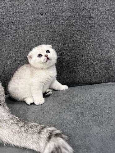 рыжий пятнистый кот купить: Скотиш Фолд (Шотландская вислоухая), 1 месяц, Девочка, Серебристая шиншилла, Приучена к лотку, Проглистована — 2