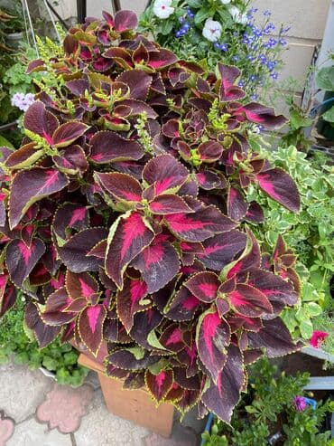 электроинструменты интернет магазин: Колеусы есть в стаканчиках и большие — 9