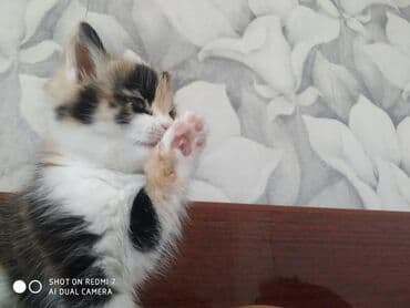 именные ошейники для кошек на заказ: Отдам в хорошие руки .Много играет,мало кушает. Ещё есть рыжий цвет,и — 5