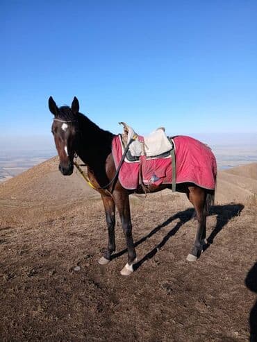 седло для осла: Продаю | Жеребенок | Английская | Конный спорт — 1