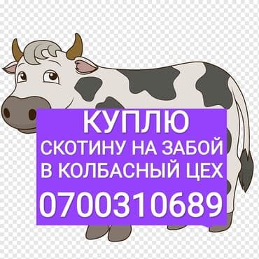 Куплю | Коровы, быки | Любое состояние at lalafo.kg Куплю | Коровы, быки | Любое состояние