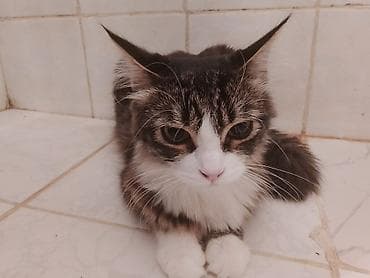 Үй жаныбарлары: Мышык бекер берилет: Мейн-кун, 9 айлык, Эркек, Аргын — 2