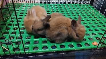 мал сатам: Открыта бронь на декоративных кроликов породы Львиная голова. Сейчас — 4