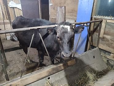 кой бишкек: Сатам | Кунаажын | Голштин, Алатоолук, Швиц | Союуга, Көбөйтүү үчүн, Бордоп семиртүү үчүн | Асыл тукумдуу, Кунажын, Байланган — 4