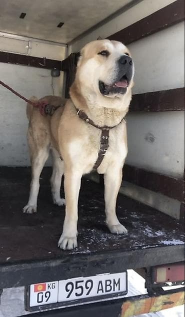 Алабай, 2 года, Самец, С прививкой, С родословной